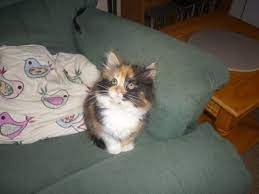They will not do well in an indoor only set up. Extra Cute Long Haired Calico Kitten Winscombe Somerset Pets4homes