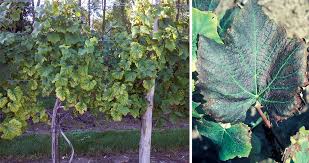 Image result for Grapevine leafroll virus