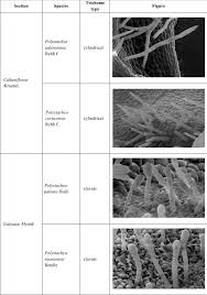 Image result for Polystachya adansoniae