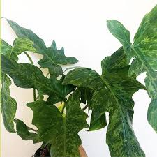1 Philodendron Golden Dragon Live Plant Plants Philodendron Plant Leaf Identification