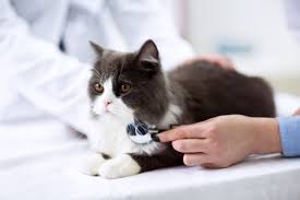 Here's part 1 to learn ya some things! Multibrief What To Know About Taurine For Dogs And Cats