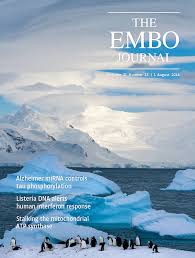 Crosstalk between BRCA‐Fanconi anemia and mismatch repair pathways prevents  MSH2‐dependent aberrant DNA damage responses