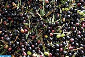 Sefrou Hausse De 16pc De La Production D Olives Map Ecology