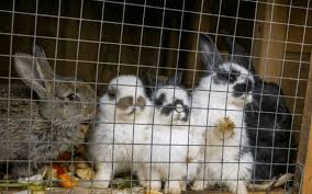 What Is The Lifespan Of A Rabbit In Captivity