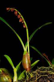 Image result for Bulbophyllum oreonastes