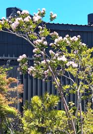 Image result for Dais cotinifolia