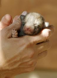 Baby Fox Free Stock Photos Rgbstock Free Stock Images Tzooka September 14 2010 17