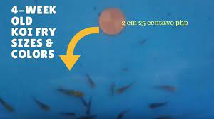How To Breed Koi Fish Part 3 Catching The Fry For Growout Koi Fish Breeding Koi Fish