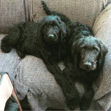 F1 Labradoodle At 5 Months Old Labradoodle Black Labradoodle Labradoodle Puppy