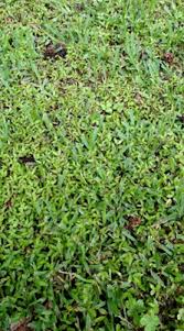 Augustine grass involves several different methods. Weed In St Augustine Lawn