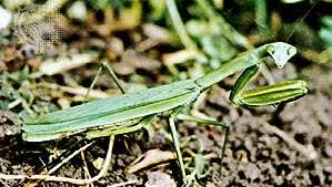 Maybe you would like to learn more about one of these? Mantid Insect Britannica