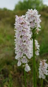 Orchid - Wikipedia