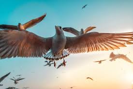And seagle law of asheville to jointly investigate any claims the county may have against the. Seagle 1080p 2k 4k 5k Hd Wallpapers Free Download Wallpaper Flare