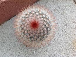 It makes you go light headed and can even make you unconcious if you inhale too much. Cactus Plant Red Head Irishman Mammillaria Spinosissima Cactus Plants Cactus Plants