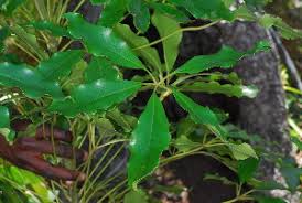 Image result for Neocussonia umbellifera