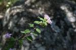 Image result for Lantana moldenkei