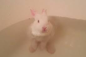 However, the world health organization (who) recommends waiting 24 hours for your newborn's. This Baby Bunny Taking A Bath Might Be The Cutest Thing You Ve Ever Seen