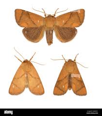 Image result for Apoda limacodes