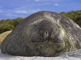 A Southern Elephant Seal Dozing On The Falklands Islands The South Atlantic Has The Largest Population Of The Giant Mammal Elephant Seal The Big Sleep Animals