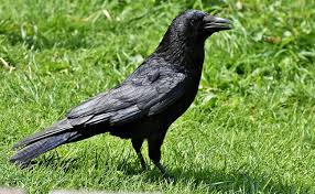 Le Corbeau Comment Vit Il Tout Savoir Sur Les Corbeaux