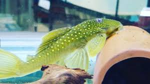 Fastway Aquarium L200 Green Phantom Pleco Cleaning Our New 8 X 2 5 Display Pretty Bling For A Mere Cleaner Fish Cleaning Fish Aquarium Store Fish Pet