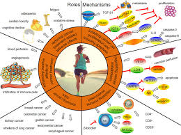 Although the percentage of cases in men is much lower than in women, male breast cancer accounts for a por. Roles And Molecular Mechanisms Of Physical Exercise In Cancer Prevention And Treatment Sciencedirect