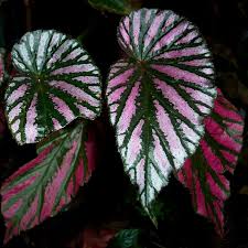 Image result for Begonia brevibracteata