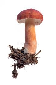 Image result for Russula flavida