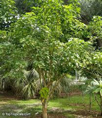 Image result for Jatropha curcas