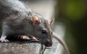 Maybe you would like to learn more about one of these? Essential Guide To Rats In The San Francisco Bay Area