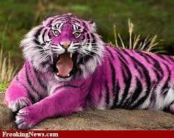 Pink Tiger Real Men Wear Pink Pinterest Pink Tigers Pandahall Etsy Animals Beautiful Big Animals Rare Animals