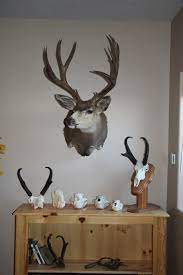 Handle With Care: Cleaning Your Mount