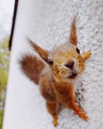Pin On Weresquirrel