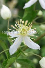 Image result for Clematis brachiata