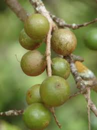 Image result for Macadamia aff. integrifolia