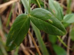 Image result for Zornia setosa