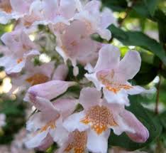 Image result for Kolkwitzia amabilis