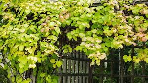 Maybe you would like to learn more about one of these? Hardy Kiwi Vine Plant Care Growing Guide
