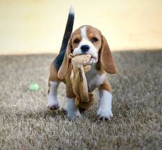 Other possible descendants of the beagle are the talbot hound, the black & tan irish kerry beagle and the bloodhound. Pin On Beagle Cuteness