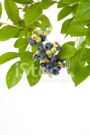 May 24, 2019 · broccoli salad is an easy and delicious side dish that's perfect for any summer occasion! Ripe Blueberries On The Vine Stock Photos Freeimages Com