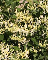 What is more, it can deepen our appreciation for the individual plants in our garden. 15 Most Fragrant Outdoor Flowers Best Smelling Plants For Garden