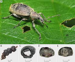 Image result for Orthochilus subulatus