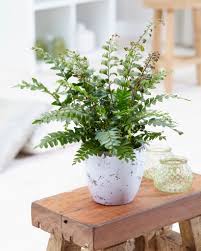 Image result for Didymochlaena