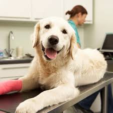 Home euthanasia allows your dog or cat to feel more relaxed and at peace when their time comes. Services Alma School Animal Hospital