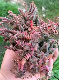 Image result for Crassula capitella