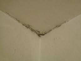 Wie kann ich schimmel im bad entfernen? Schwarzer Schimmel An Der Decke Was Kann Ich Jetzt Tun Kann Mir Jemand Helfen Schwarz