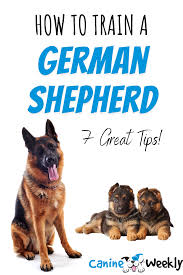 The best way to go about this is to find a good trainer or obedience course to help you. 7 Basic German Shepherd Training Tips Basic And Helpful Hints