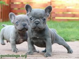 Dams often have to deliver pups by cesarean section, because pups have relatively large. French Bulldog In Phoenix Arizona Gun Classifieds Gunlistings Org