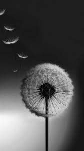 Dandelion drawing black and white, flower wall, leaf, branch, monochrome png. Dandelion Blowing White Dandelion Dandelion Wallpaper Dandelion
