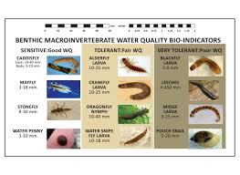 Macroinvertebrate Bioindicators Beaver Water District